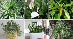 Íme az oxigénboma növények! Már egy elég a hálószobádba, hogy tökéletesen megtisztítsa a levegőt