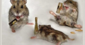 Legjobb másnapos SMS-esek olyanoktól, akik a sárga földig itták le magukat! :D